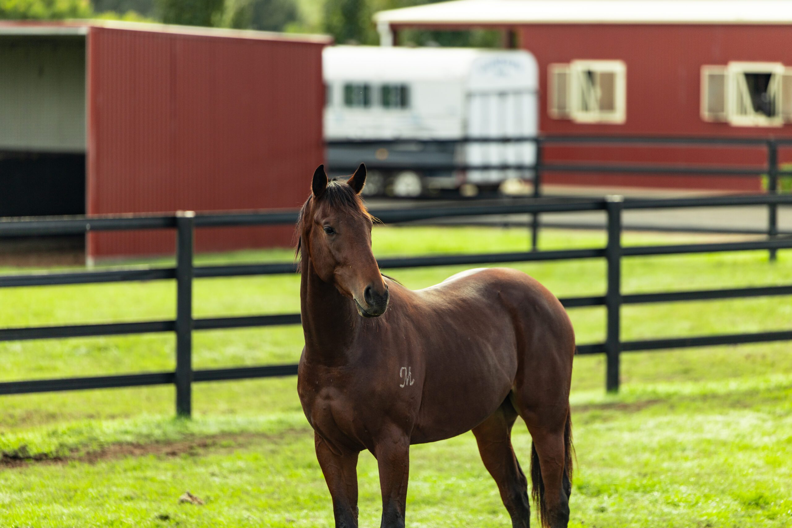 Glen Gallic June 2025-5998 (1)