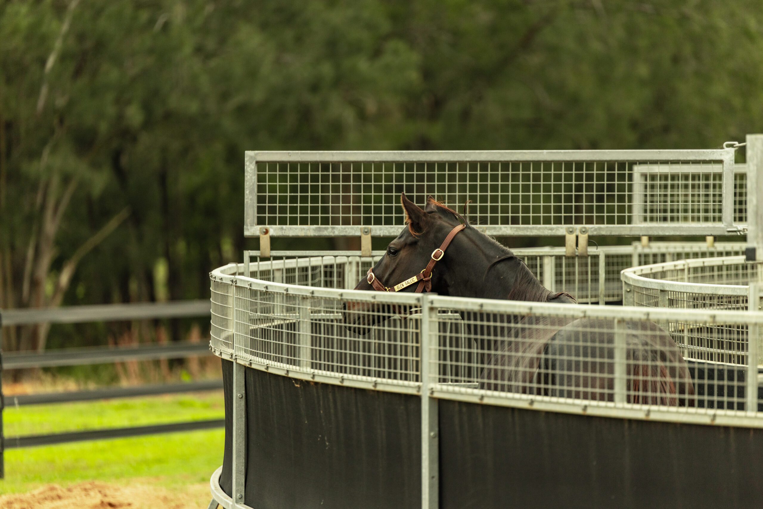 Glen Gallic June 2025-6152